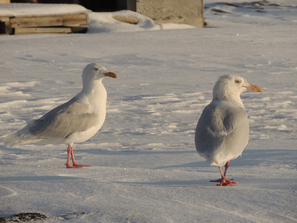 Glaucous Gull - ML644773824