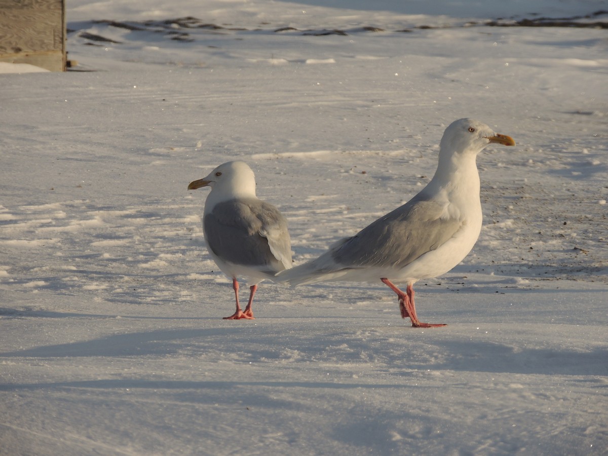 Glaucous Gull - ML644773825