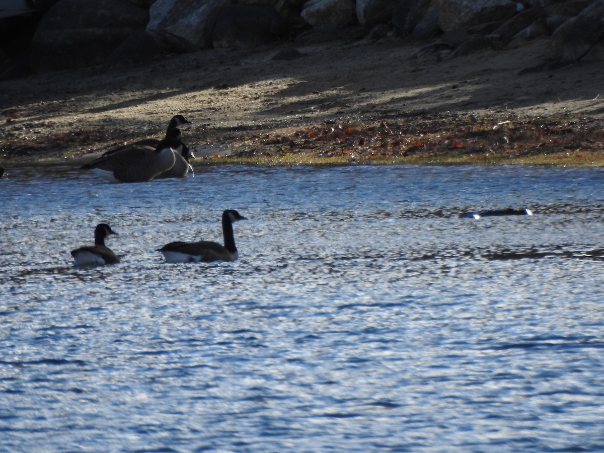 Canada Goose - ML644773829