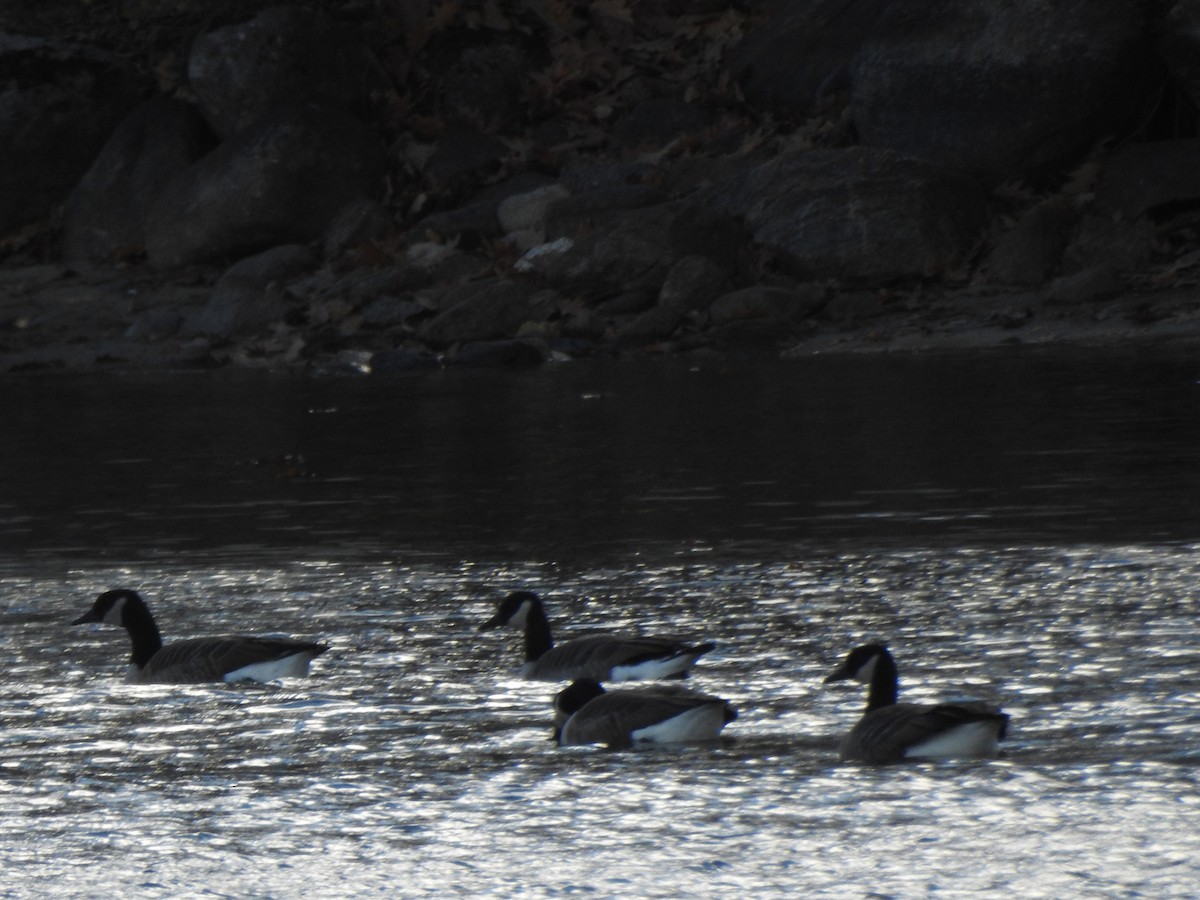 Canada Goose - ML644773830