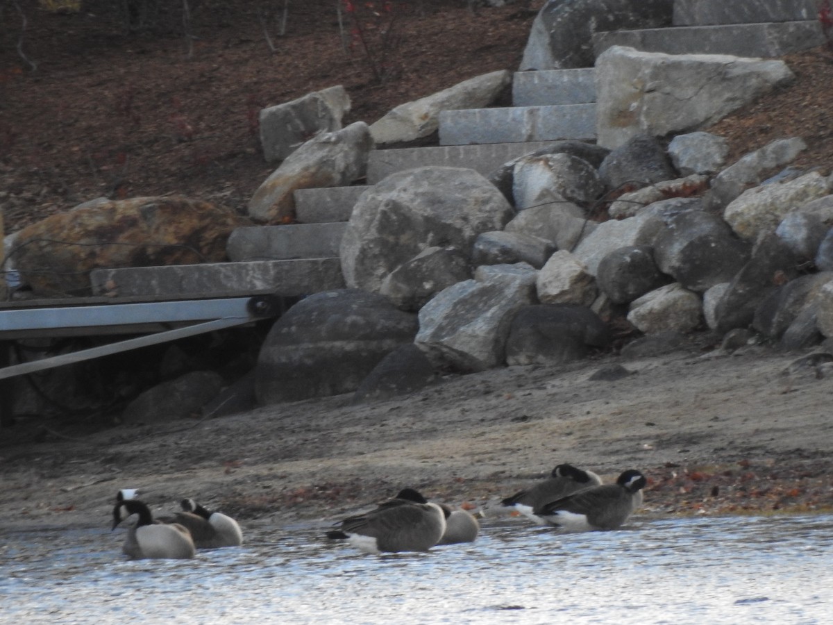 Canada Goose - ML644773832