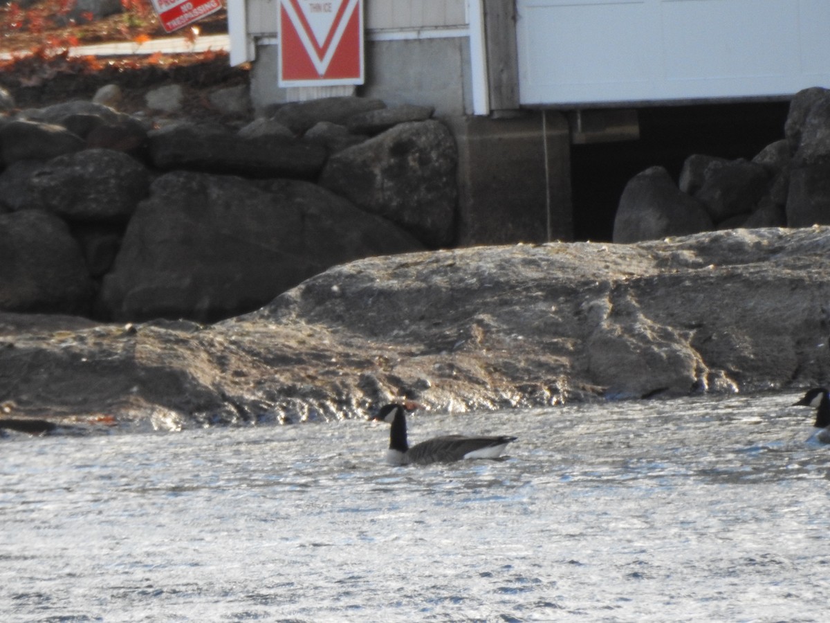 Canada Goose - ML644773834