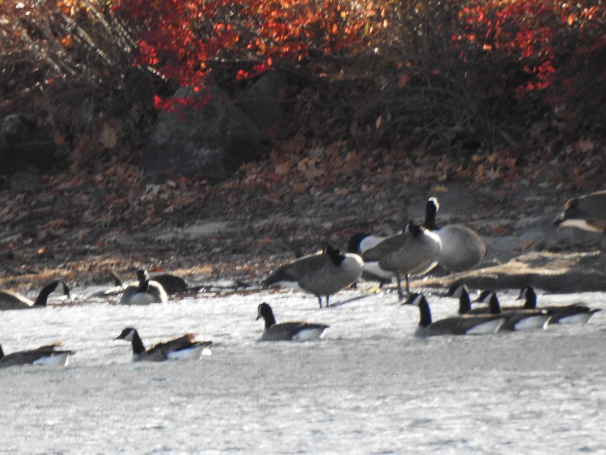 Canada Goose - ML644773835