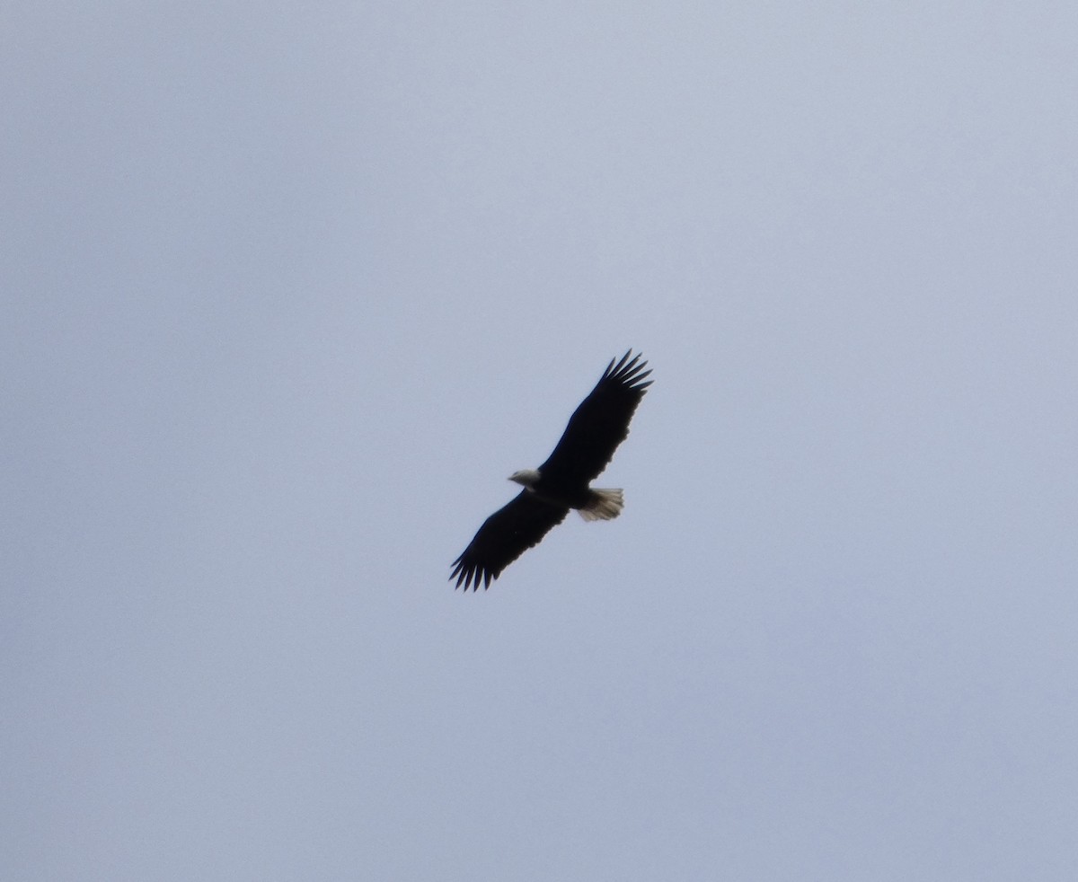 Bald Eagle - ML644773836