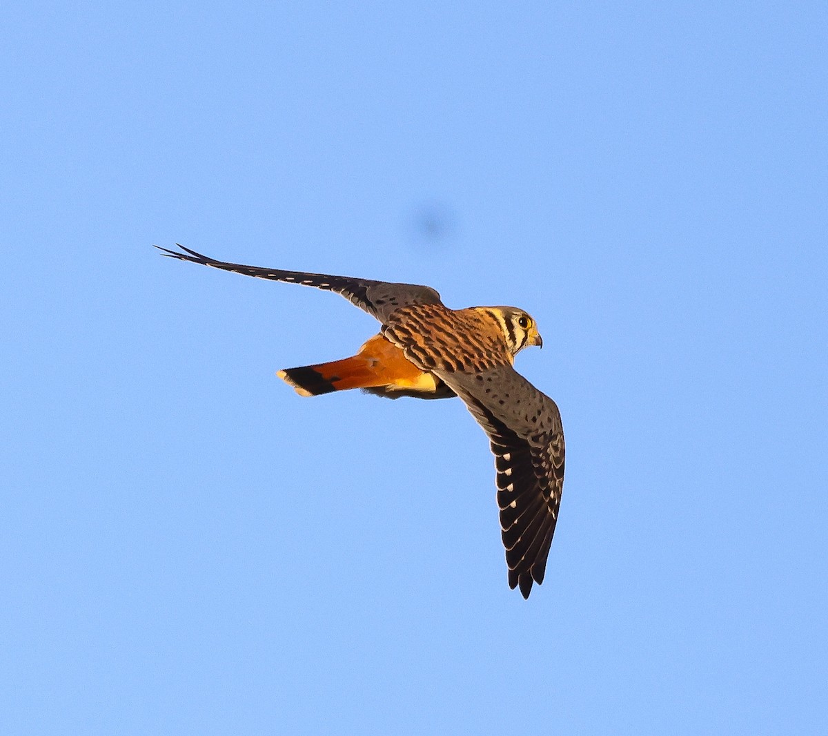 American Kestrel - ML644773837