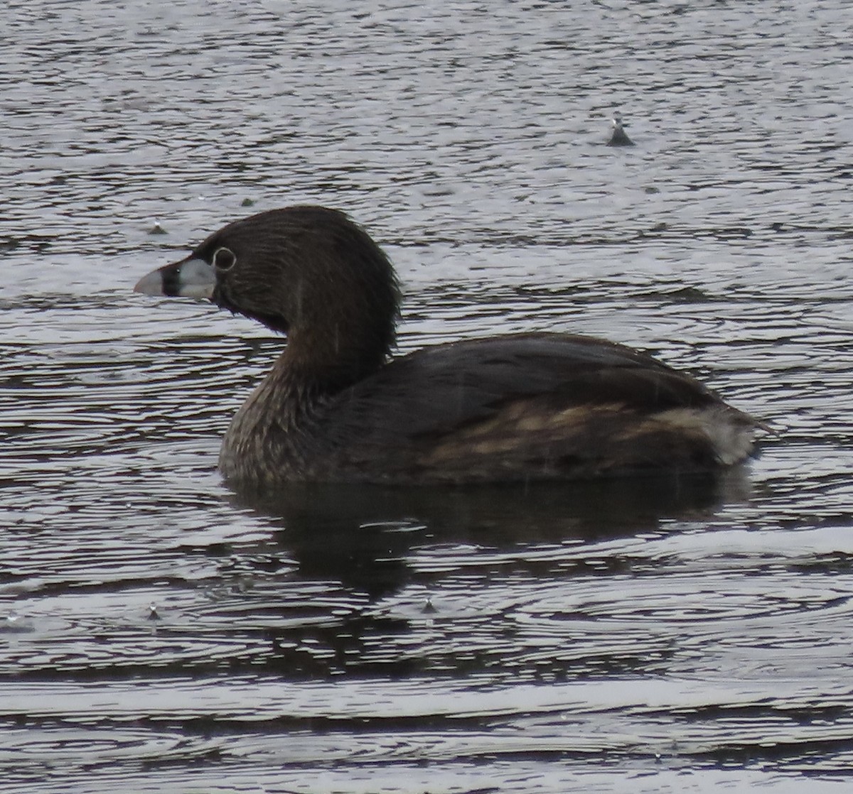 Pied-billed Grebe - ML644773846