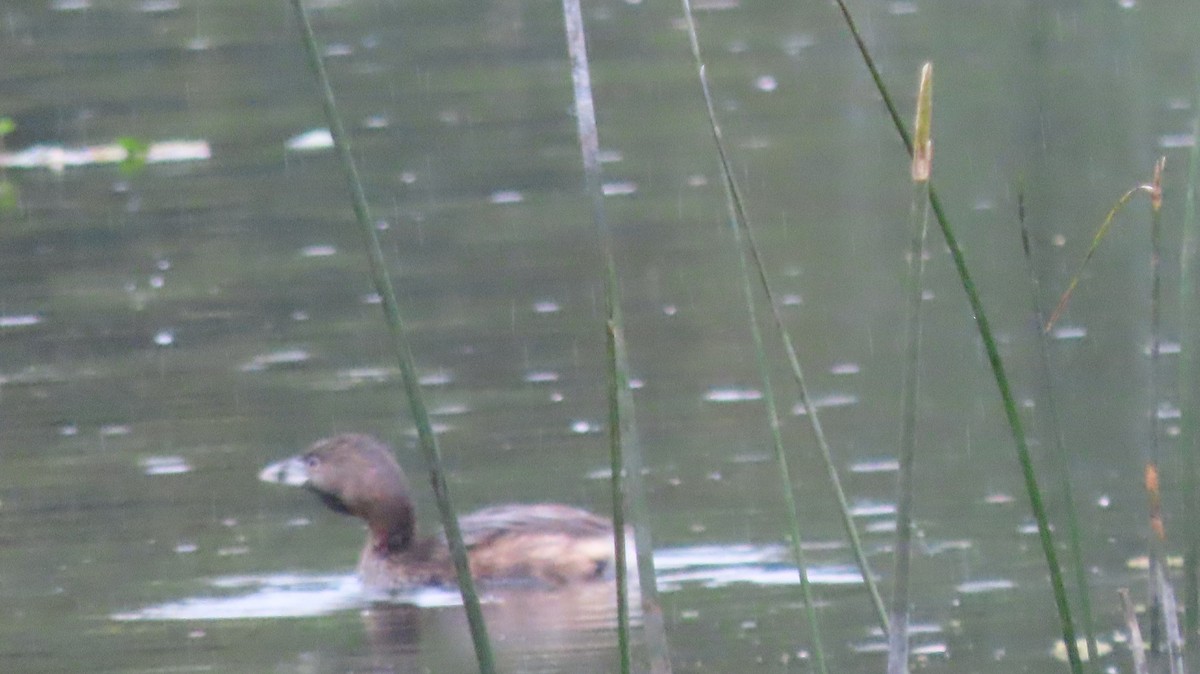 Pied-billed Grebe - ML644773847
