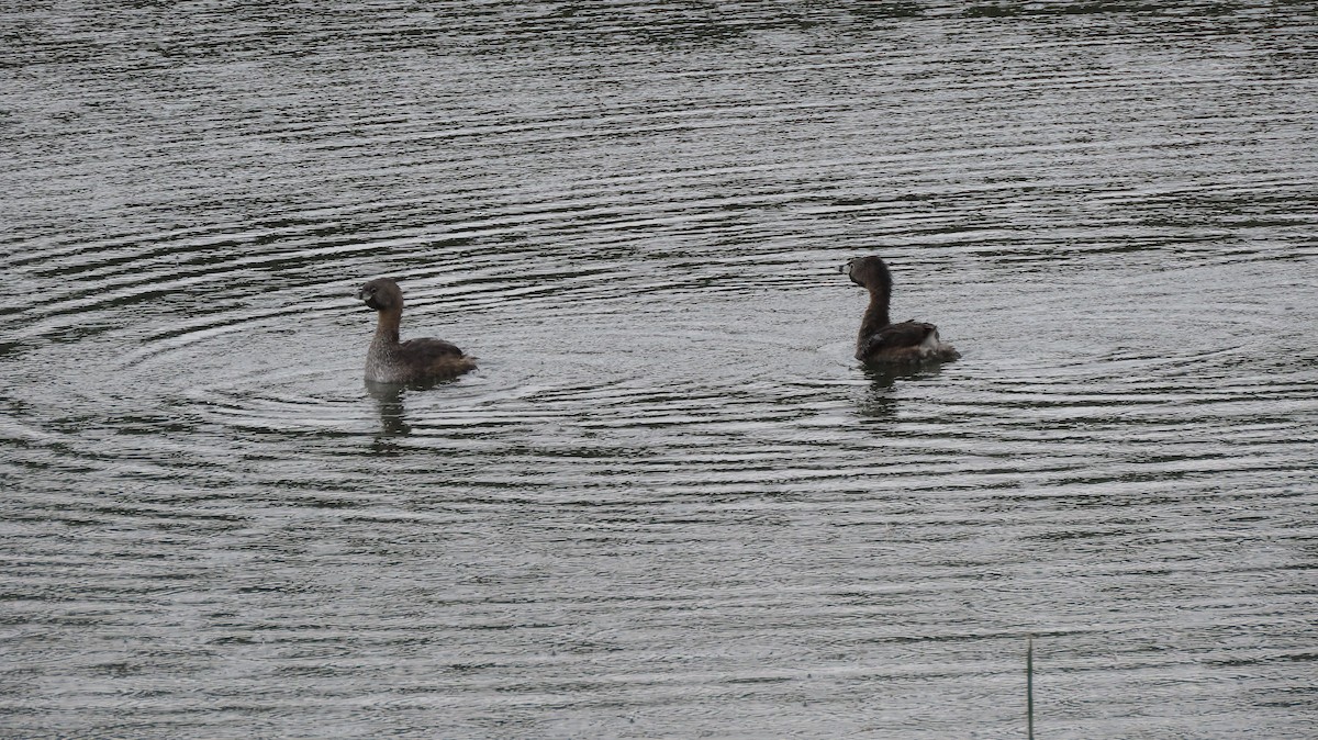Pied-billed Grebe - ML644773848