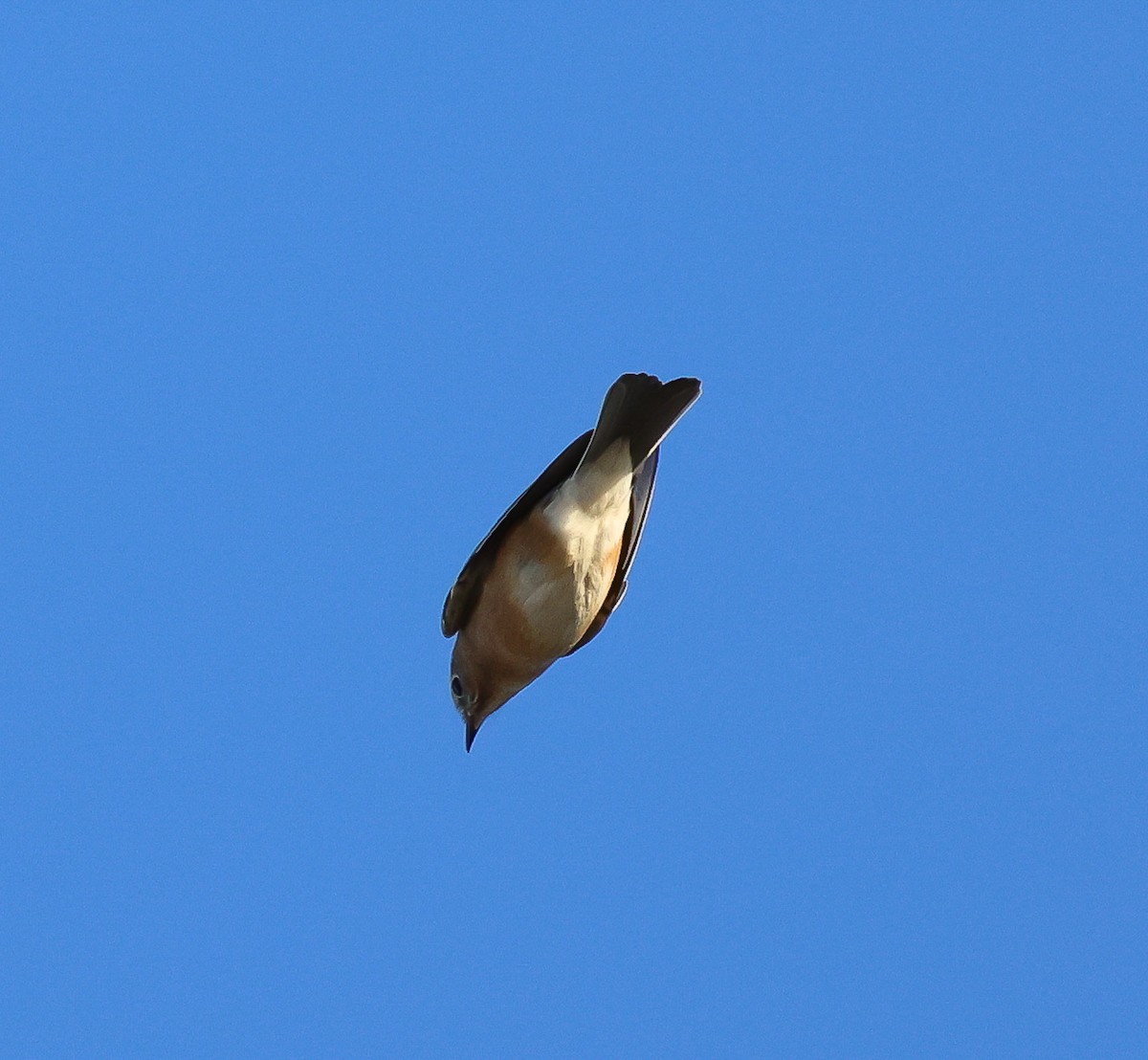 Eastern Bluebird - ML644773849