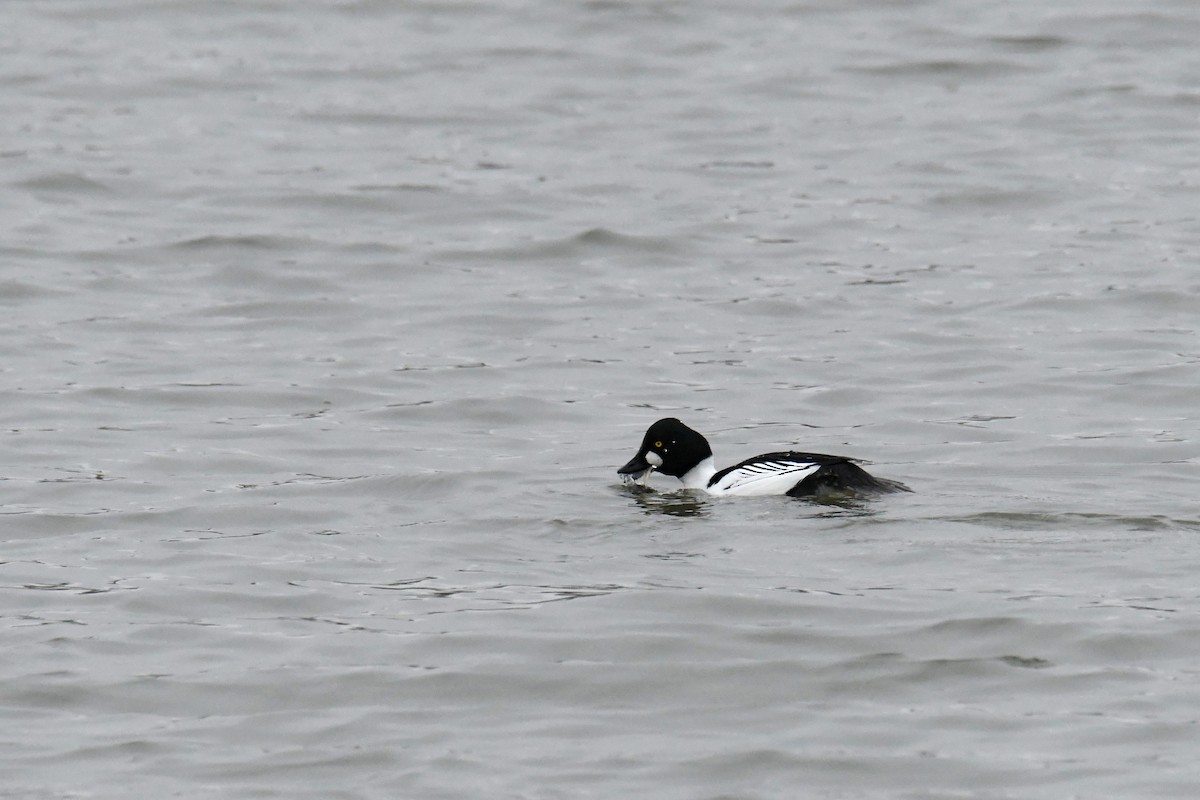 Common Goldeneye - ML644773850