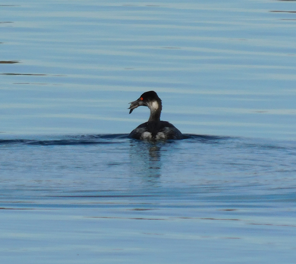 Eared Grebe - ML644773851