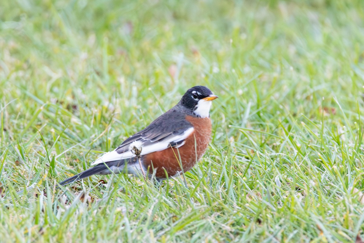 American Robin - ML644773863
