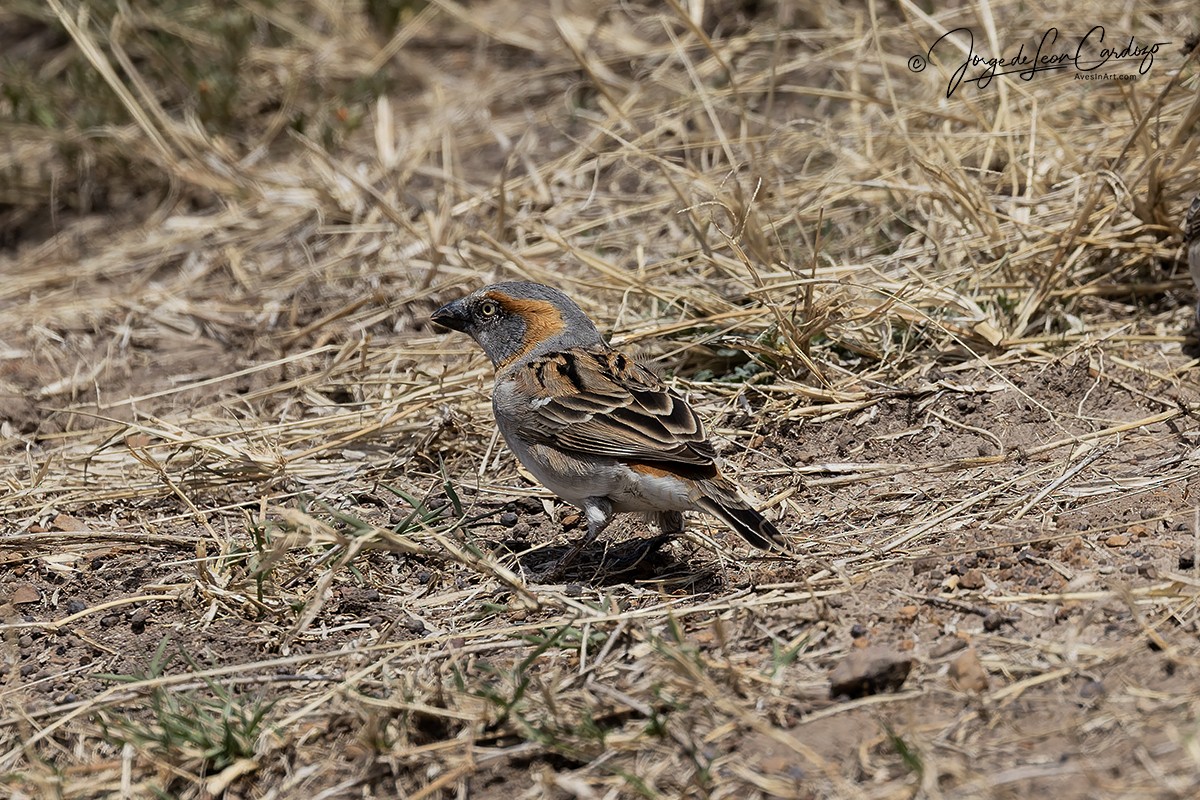 Moineau roux - ML644773865