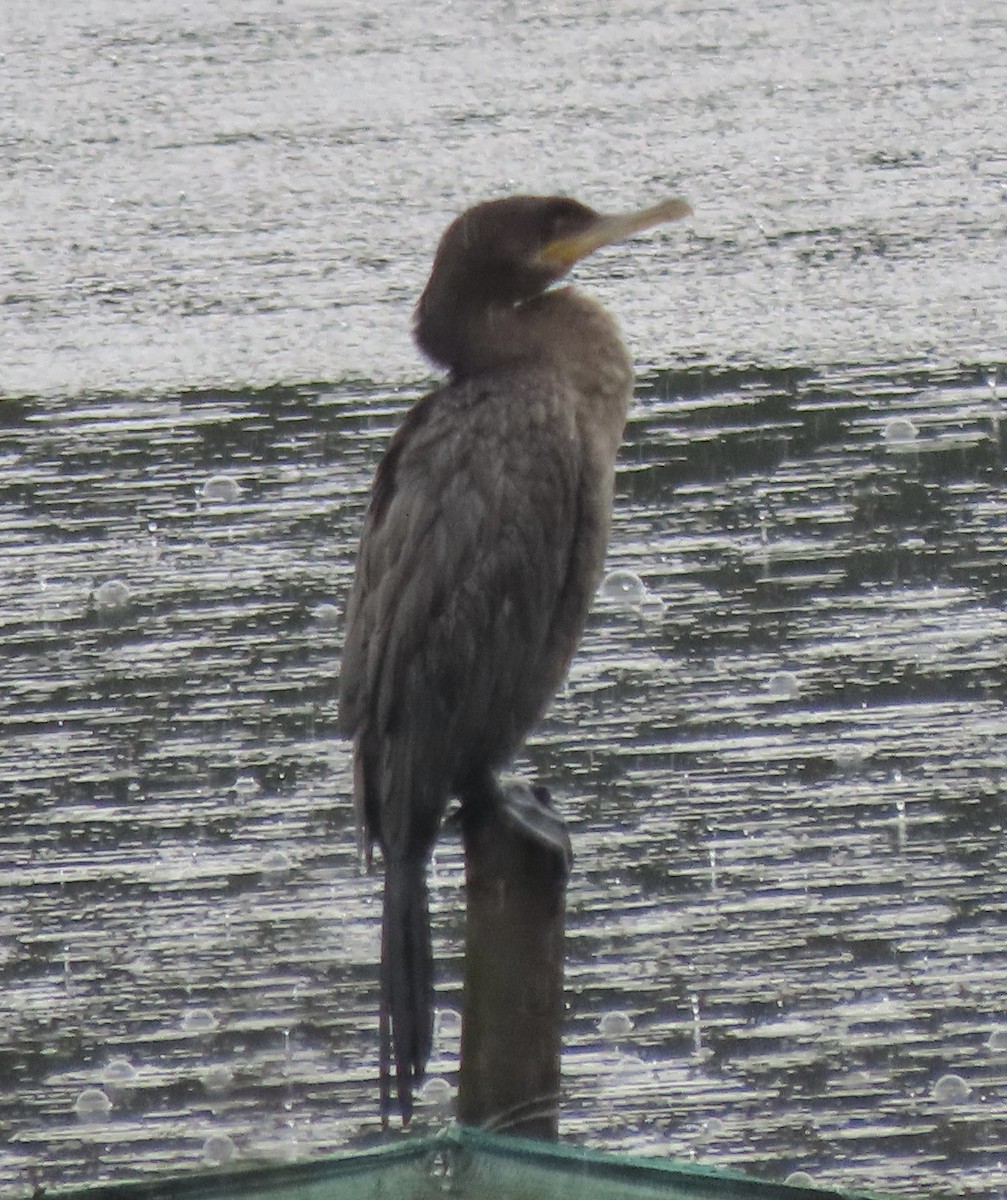 Neotropic Cormorant - ML644773866