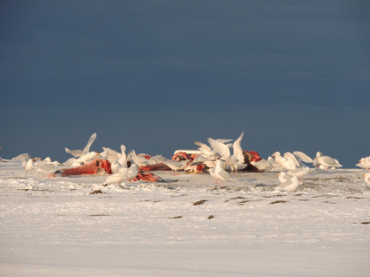Мартин полярний - ML644773870
