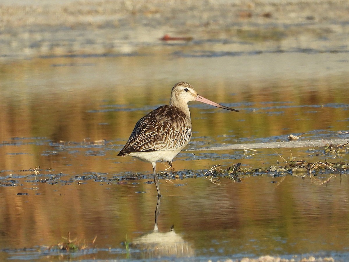 lappspove - ML644773875