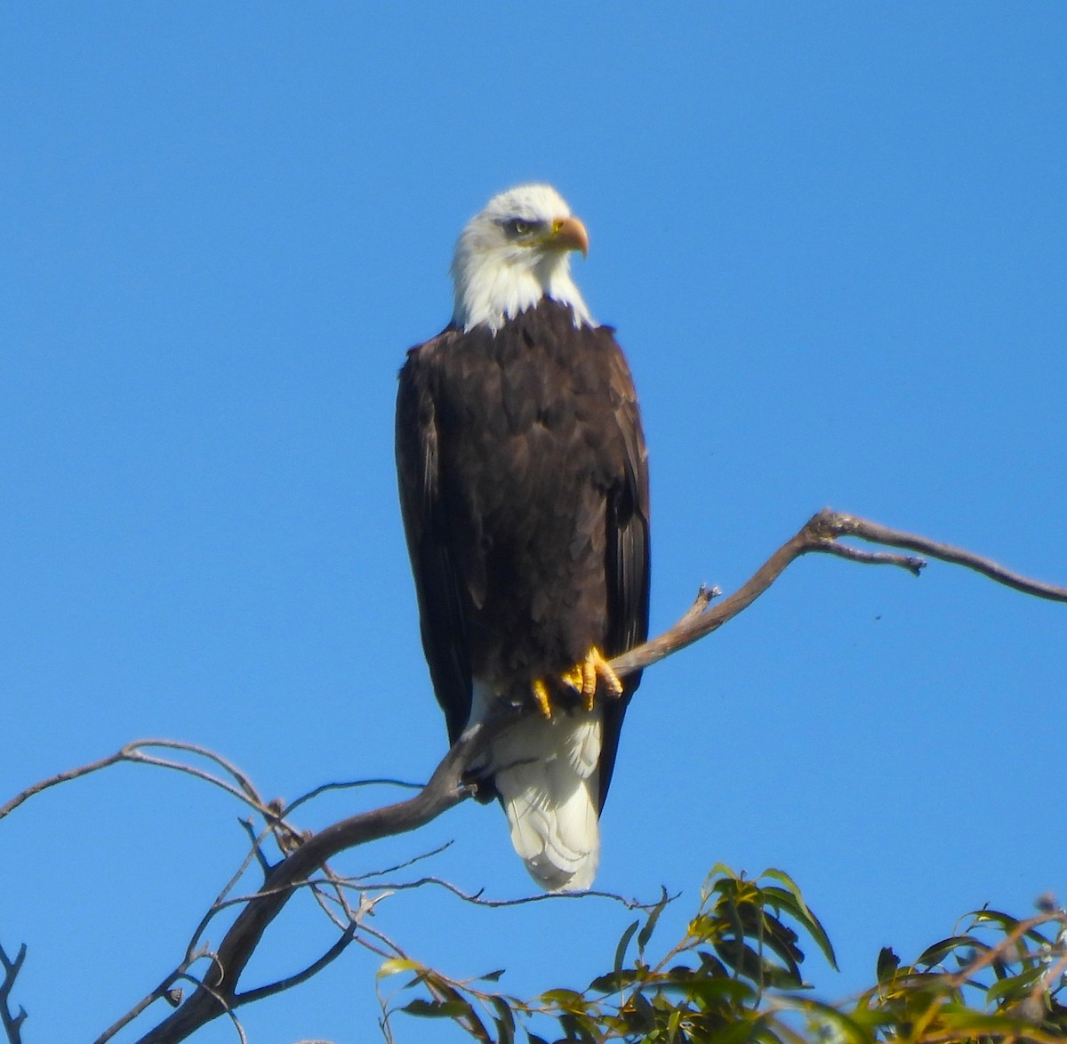 Itsas arrano buruzuria - ML644773878