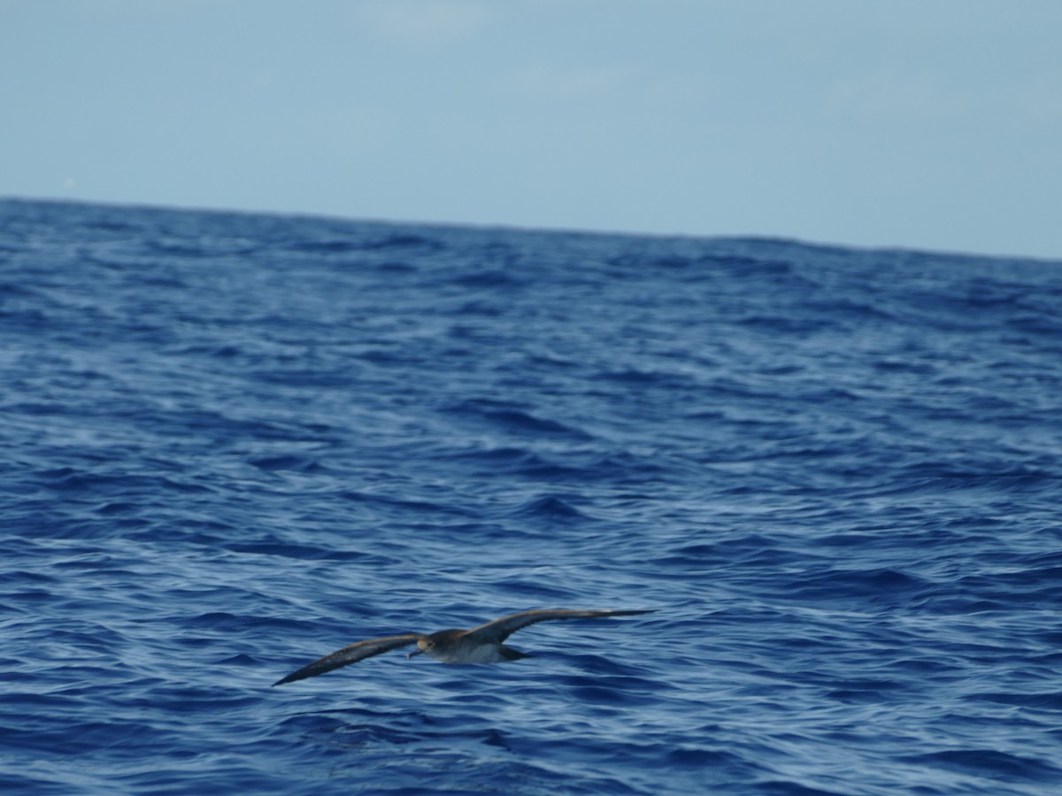 Буревісник клинохвостий - ML644773884