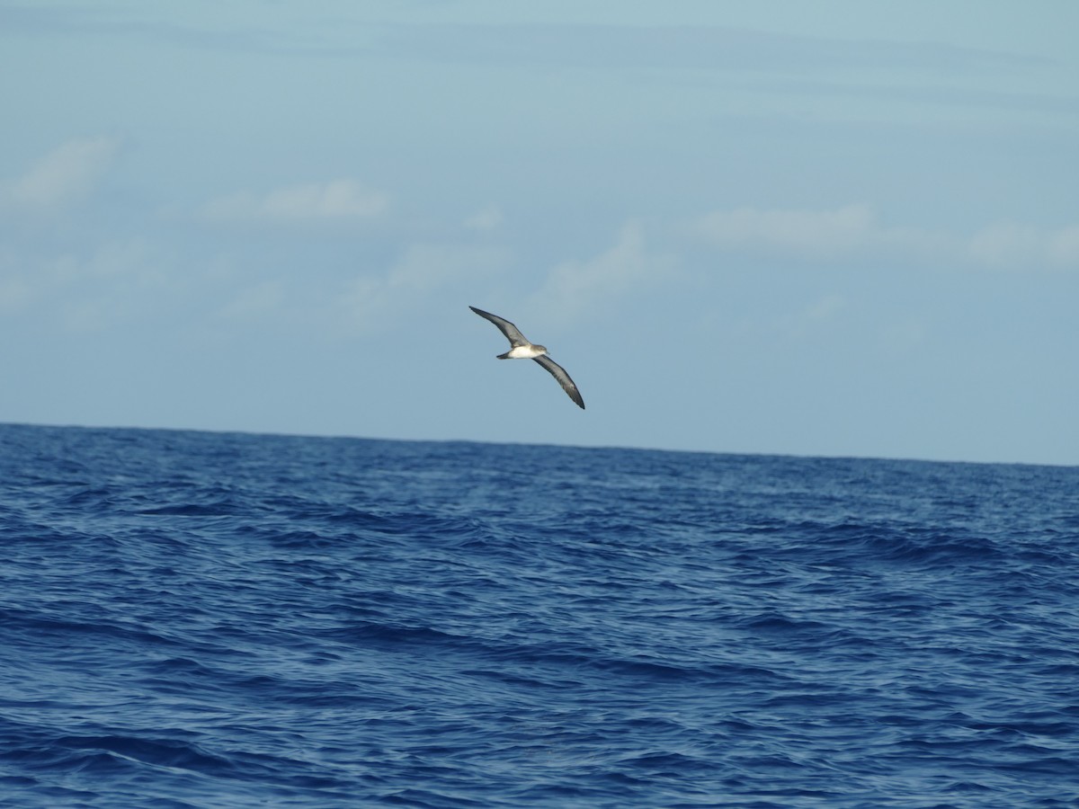 Буревісник клинохвостий - ML644773885