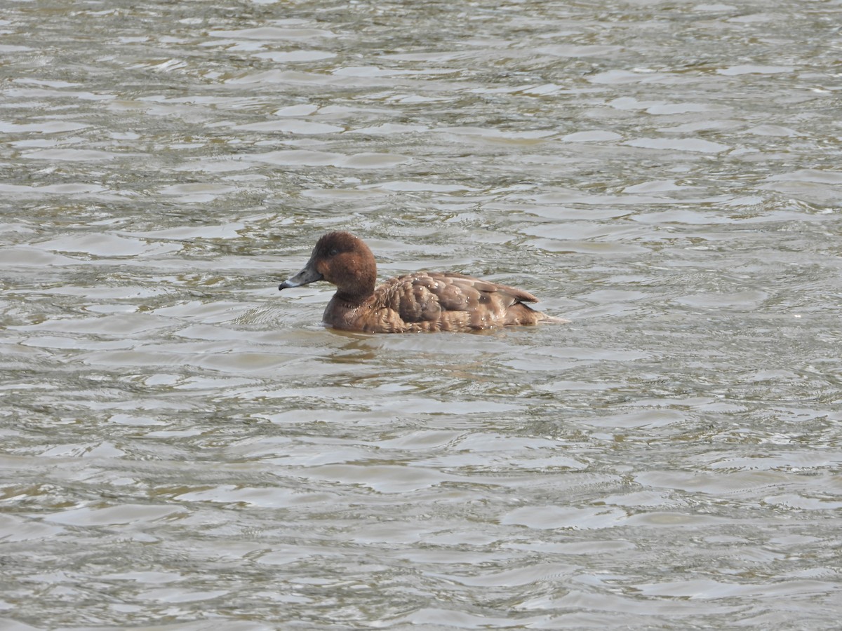 Hardhead - ML644773887