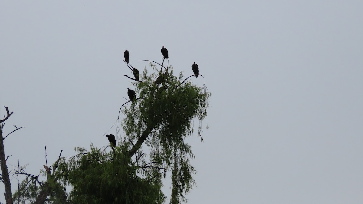Bare-faced Ibis - ML644773891