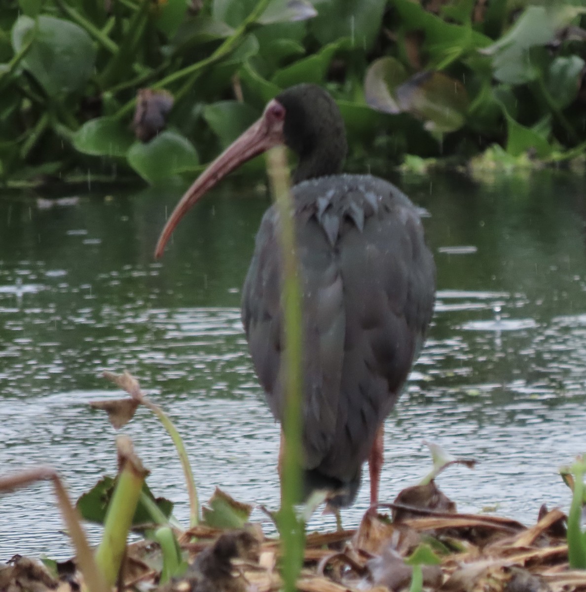 Bare-faced Ibis - ML644773892