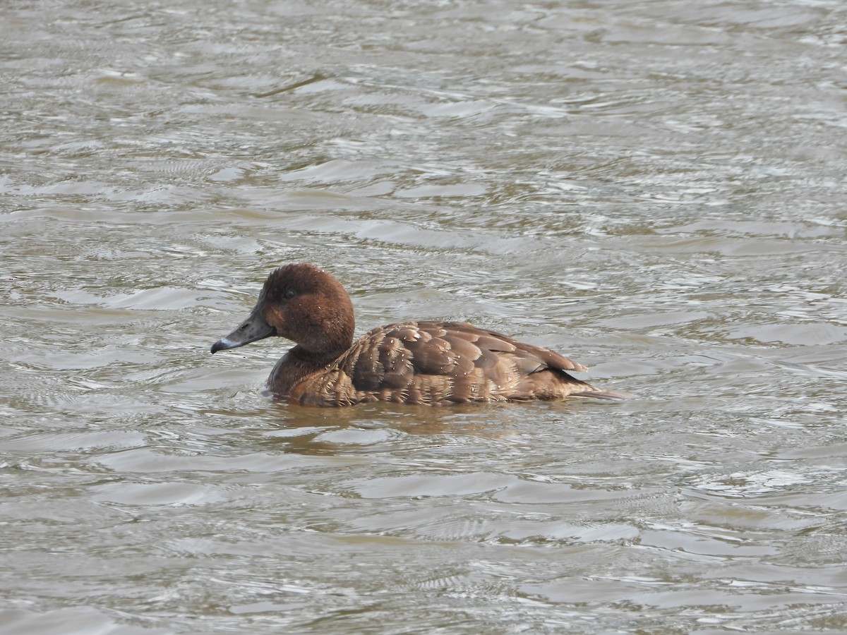 Hardhead - ML644773896