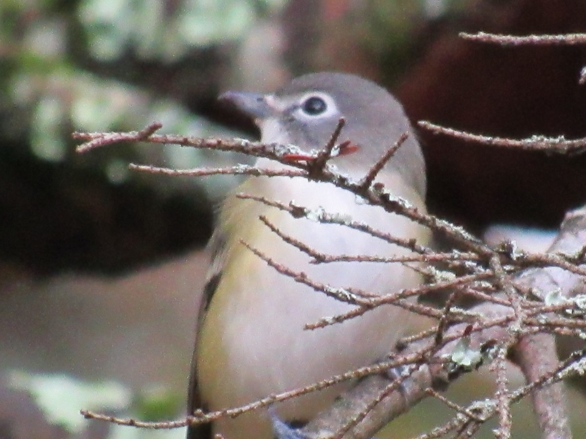 Blue-headed Vireo - ML644773897