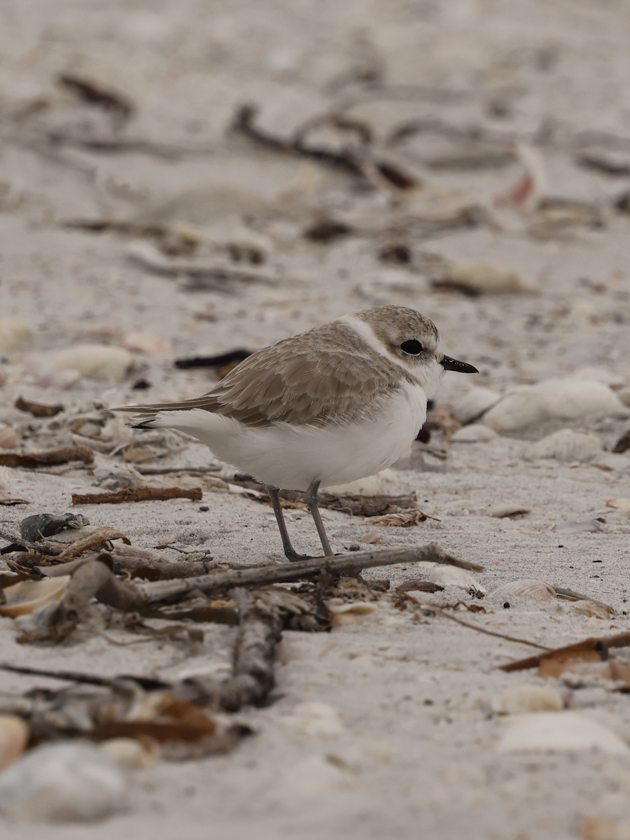 Snowy Plover - ML644773899