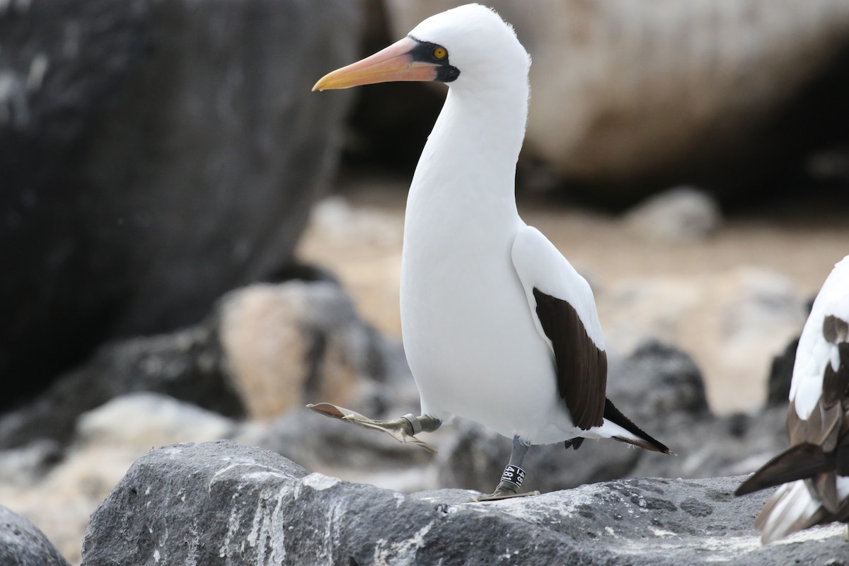 Nazca Booby - ML644773900