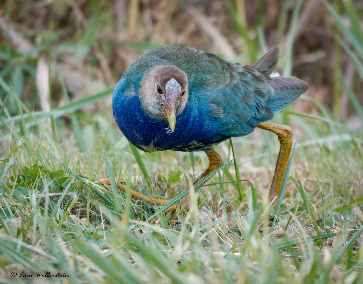 Purple Gallinule - ML644773902