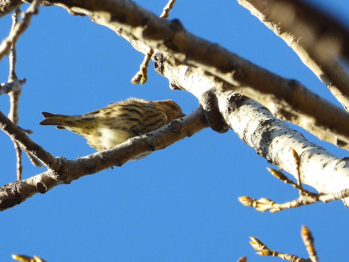 Pine Siskin - ML644773905