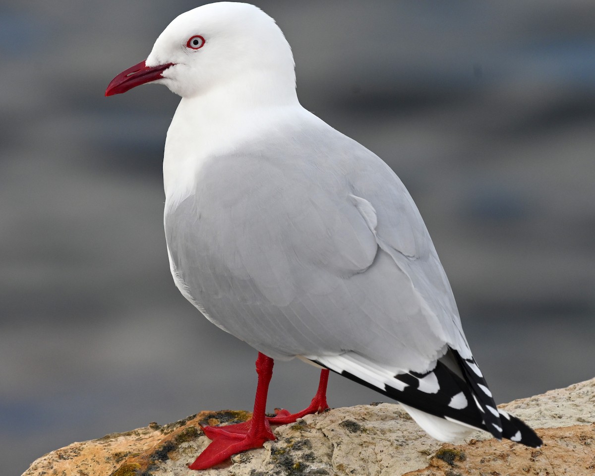 Мартин австралійський (підвид scopulinus) - ML644773906