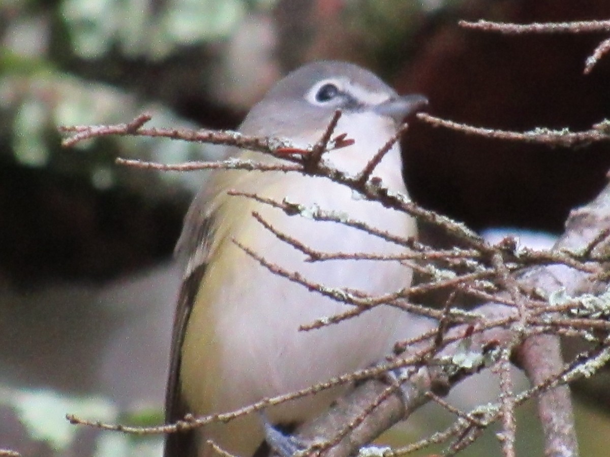 Blue-headed Vireo - ML644773909