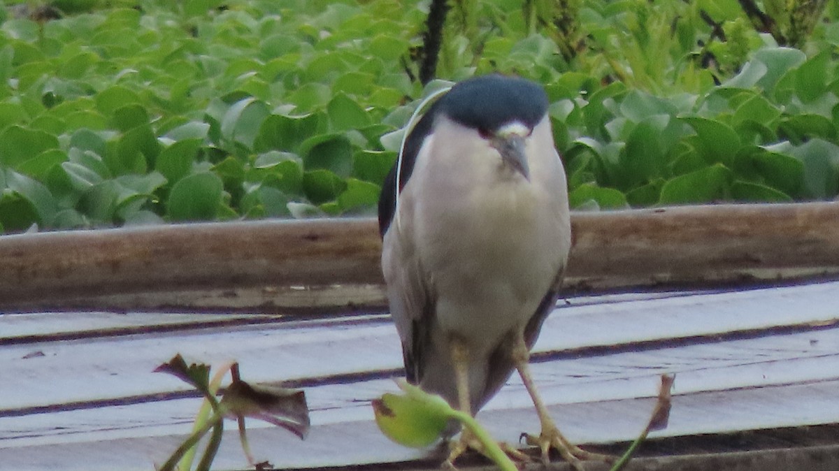 Black-crowned Night Heron - ML644773911