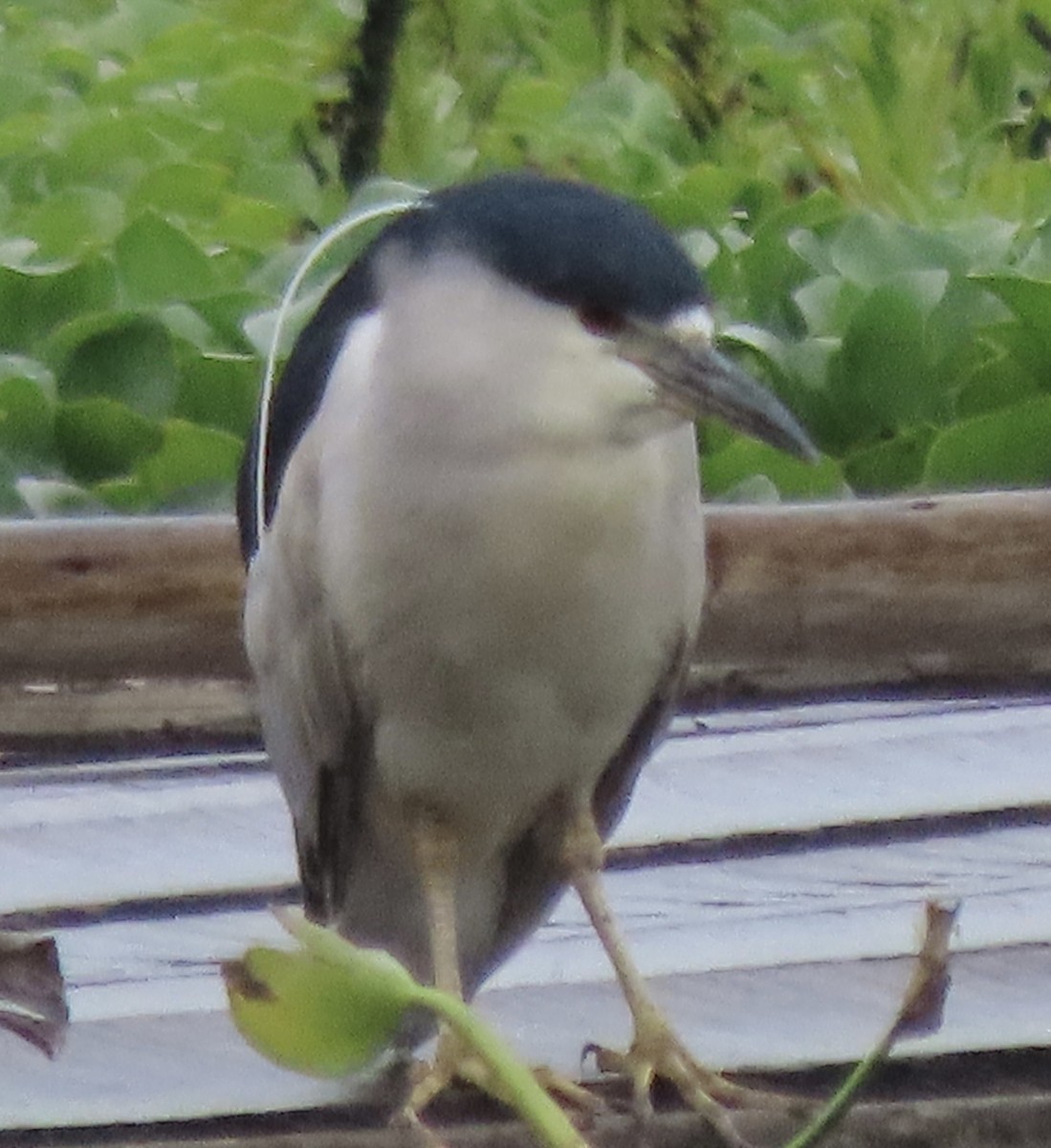 Black-crowned Night Heron - ML644773912