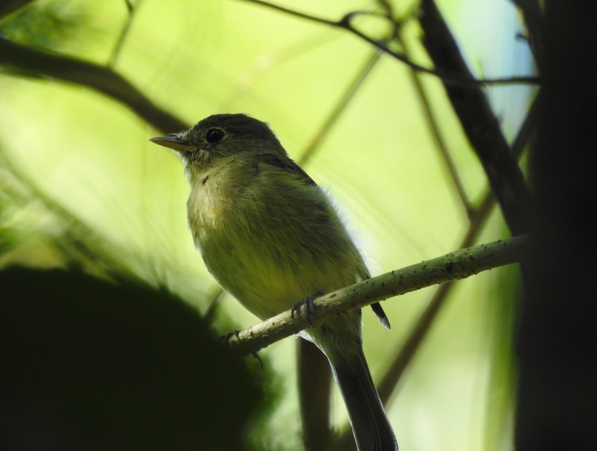 Желтобрюхий мухолов - ML644773921