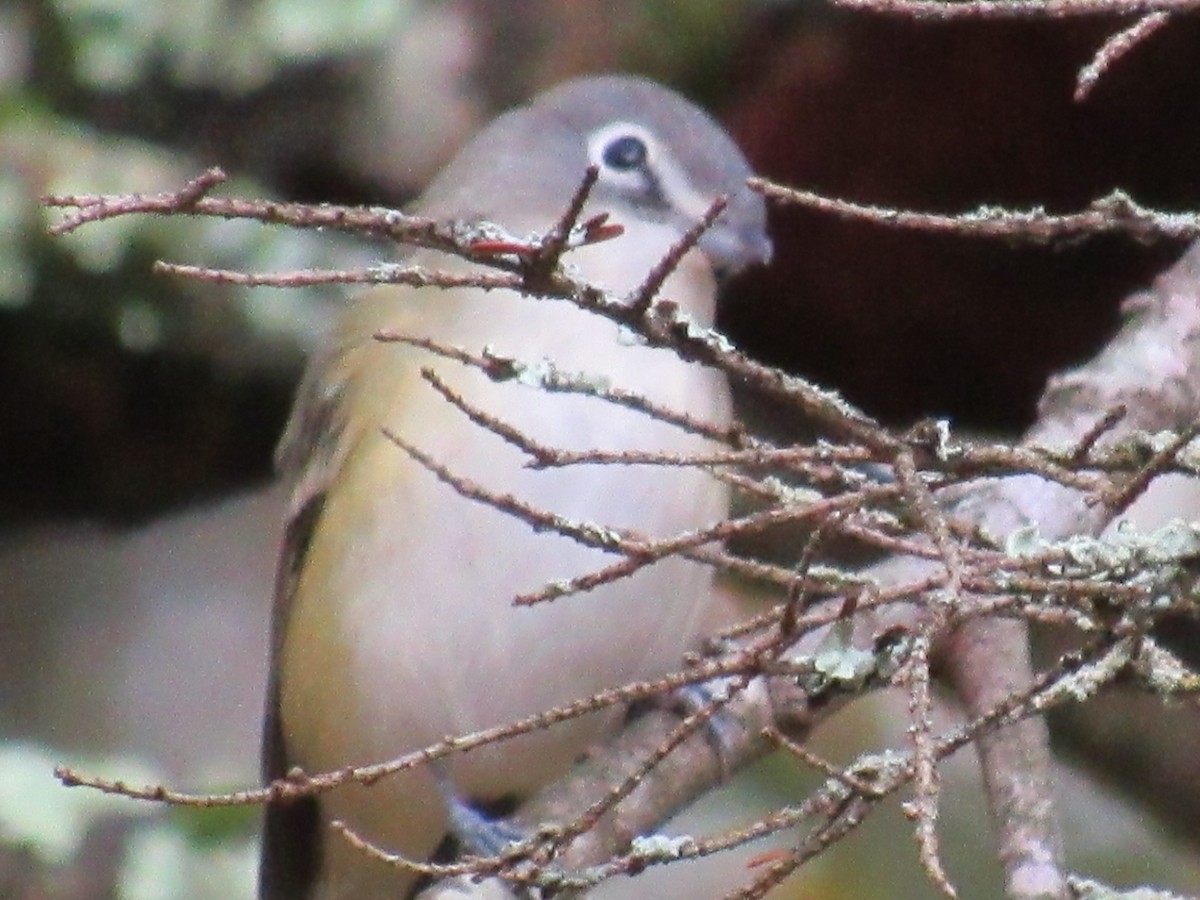 Blue-headed Vireo - ML644773923