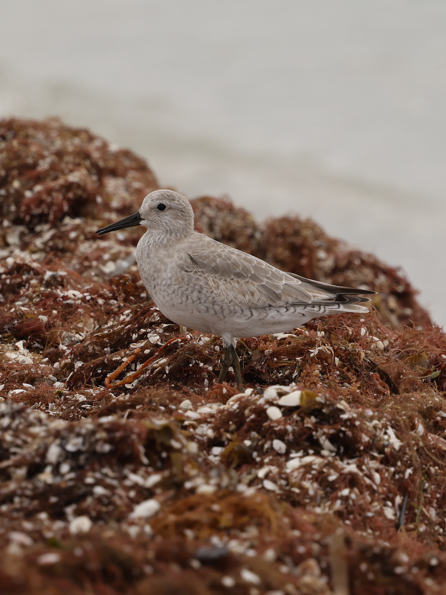 חופית להקנית - ML644773926