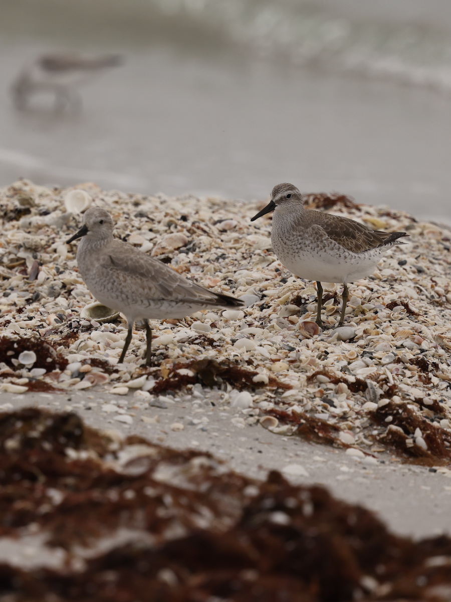 חופית להקנית - ML644773927