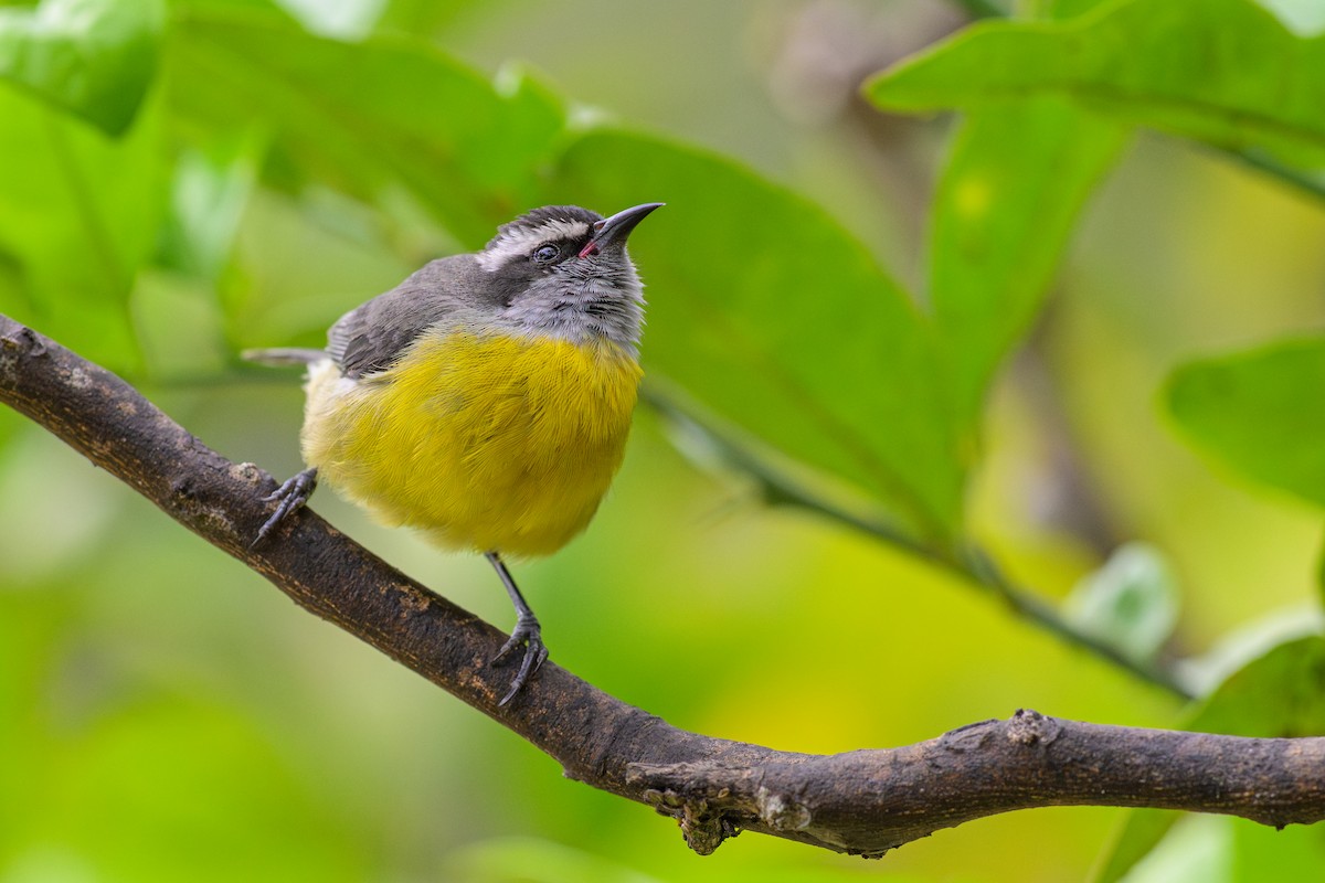 Bananaquit - ML644773929