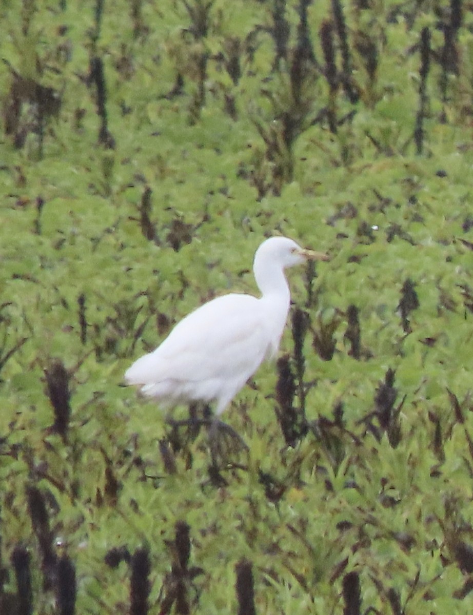 Western Cattle-Egret - ML644773931