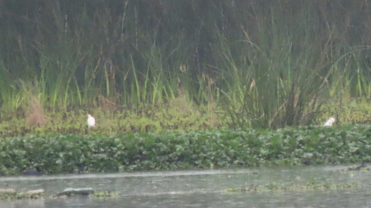 Western Cattle-Egret - ML644773932