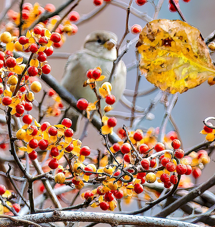 gråspurv - ML644773938