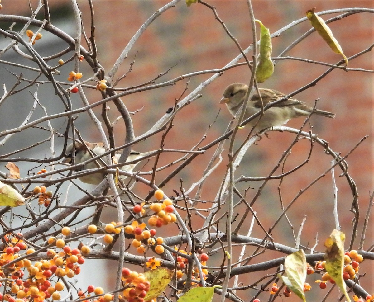 gråspurv - ML644773939