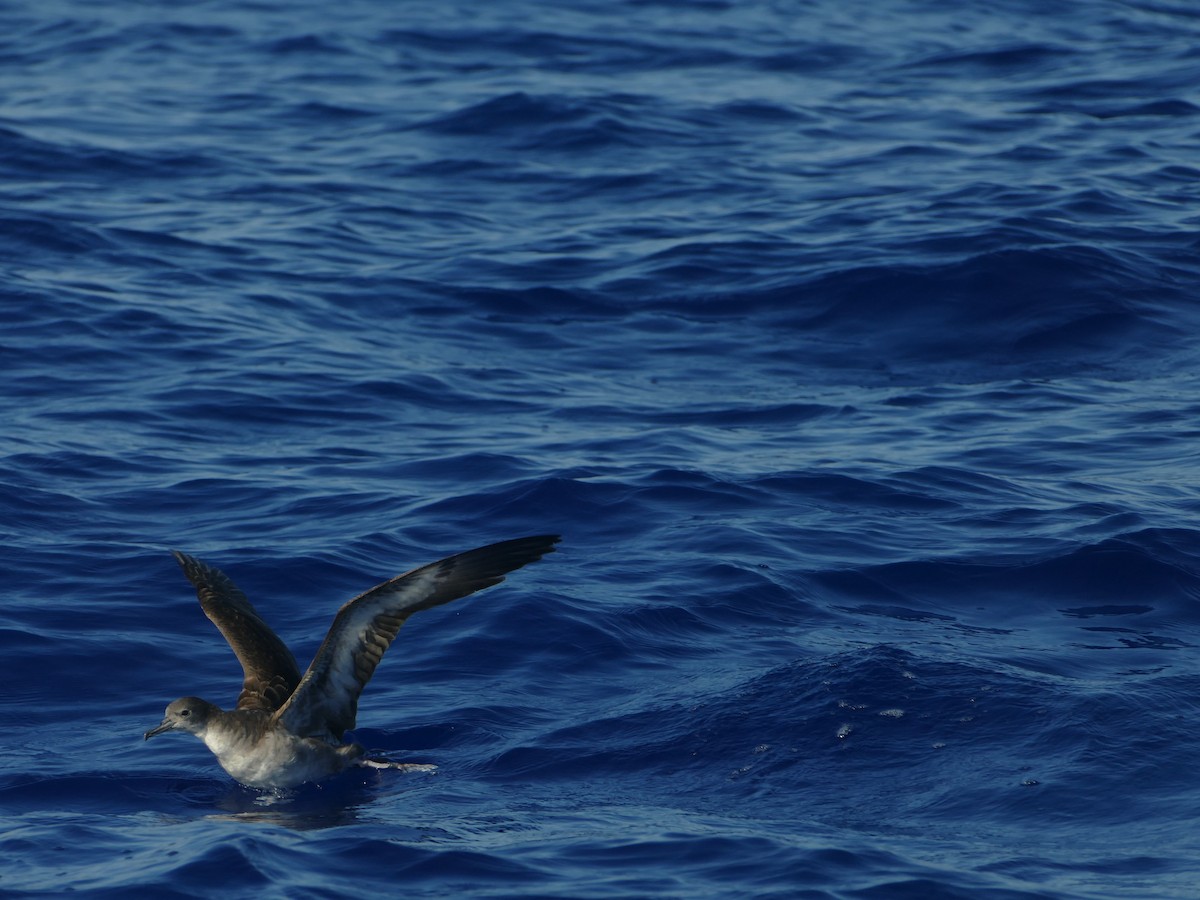 Буревісник клинохвостий - ML644773940