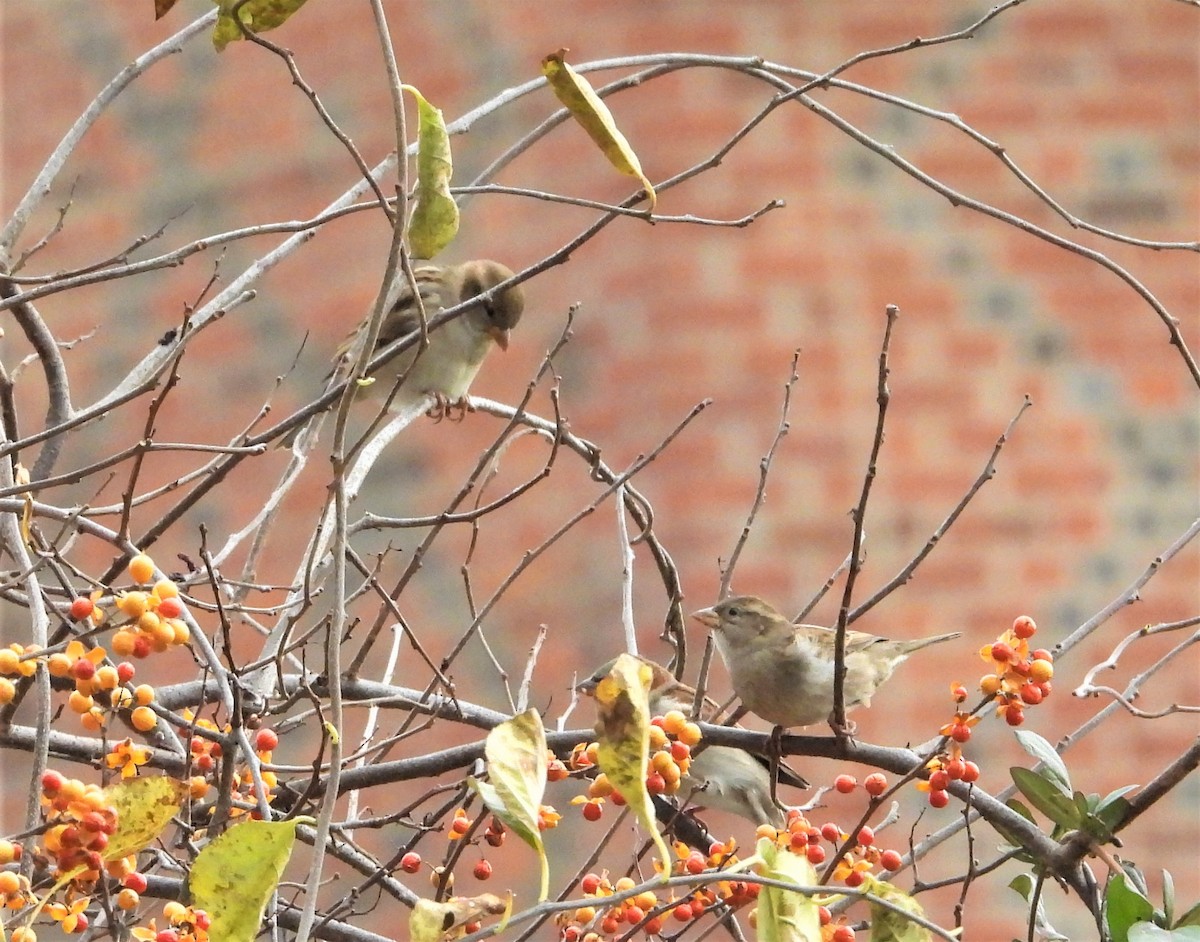 gråspurv - ML644773941