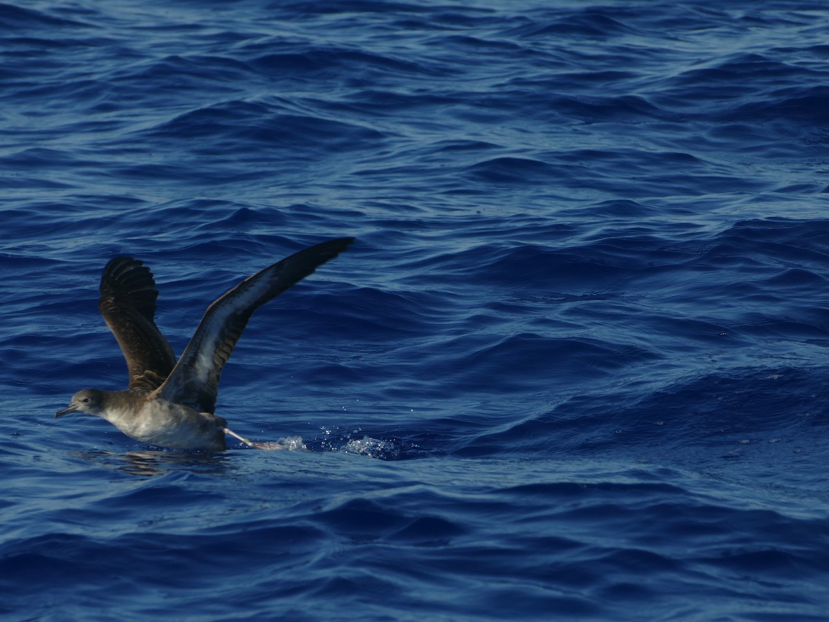 Буревісник клинохвостий - ML644773942