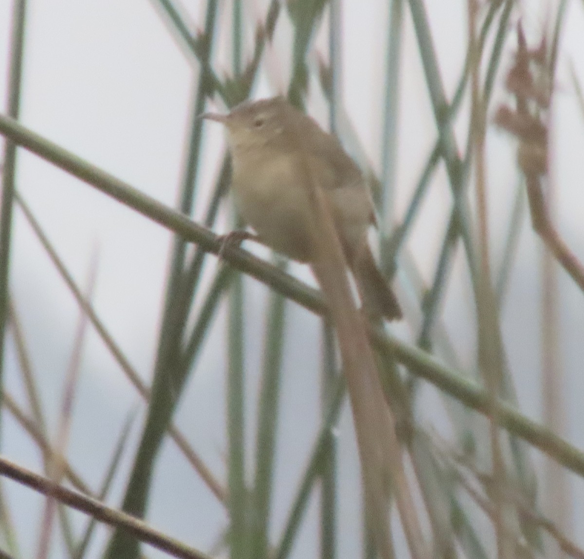 Southern House Wren - ML644773944