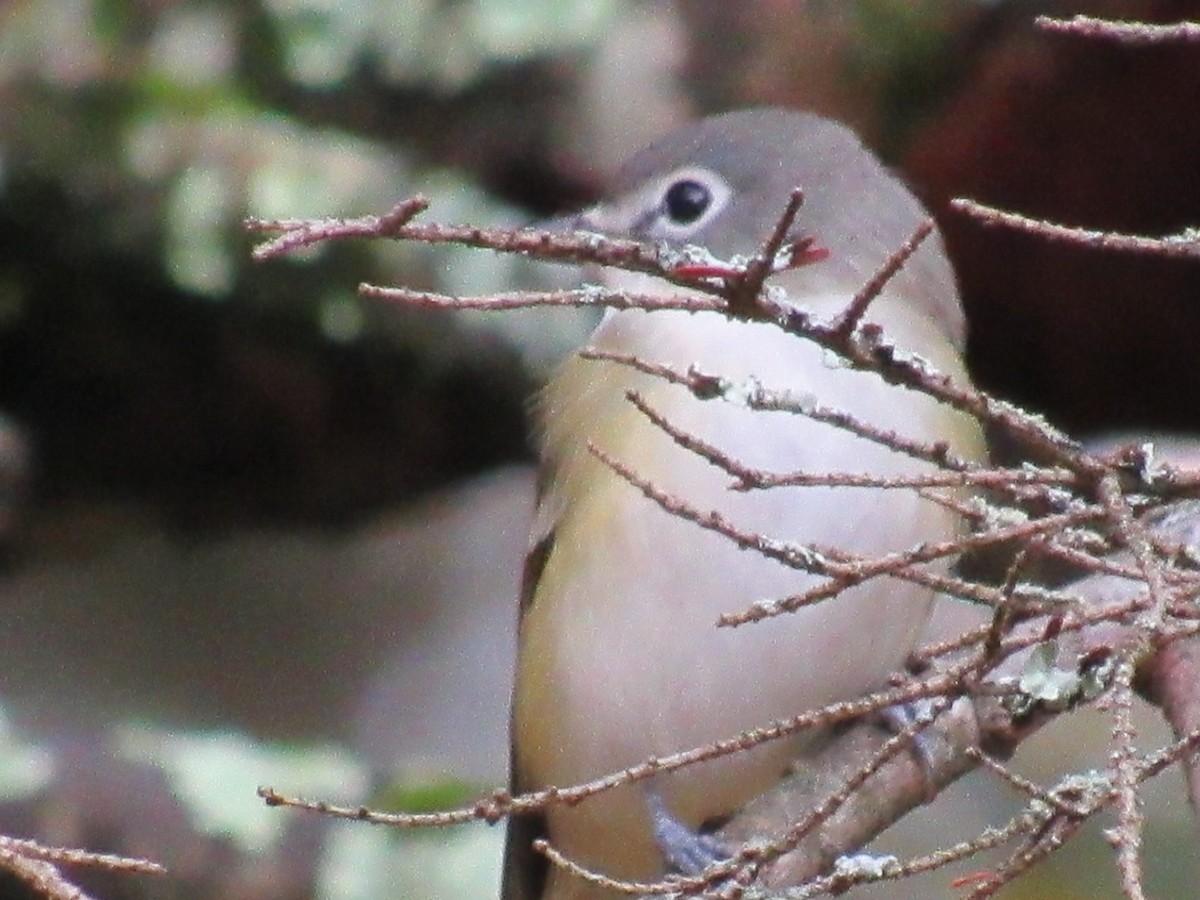 Blue-headed Vireo - ML644773948